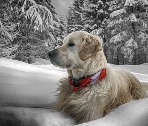 Preview wallpaper dog, snow, sit, wood, collar