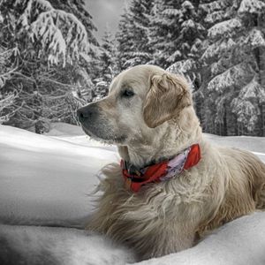 Preview wallpaper dog, snow, sit, wood, collar