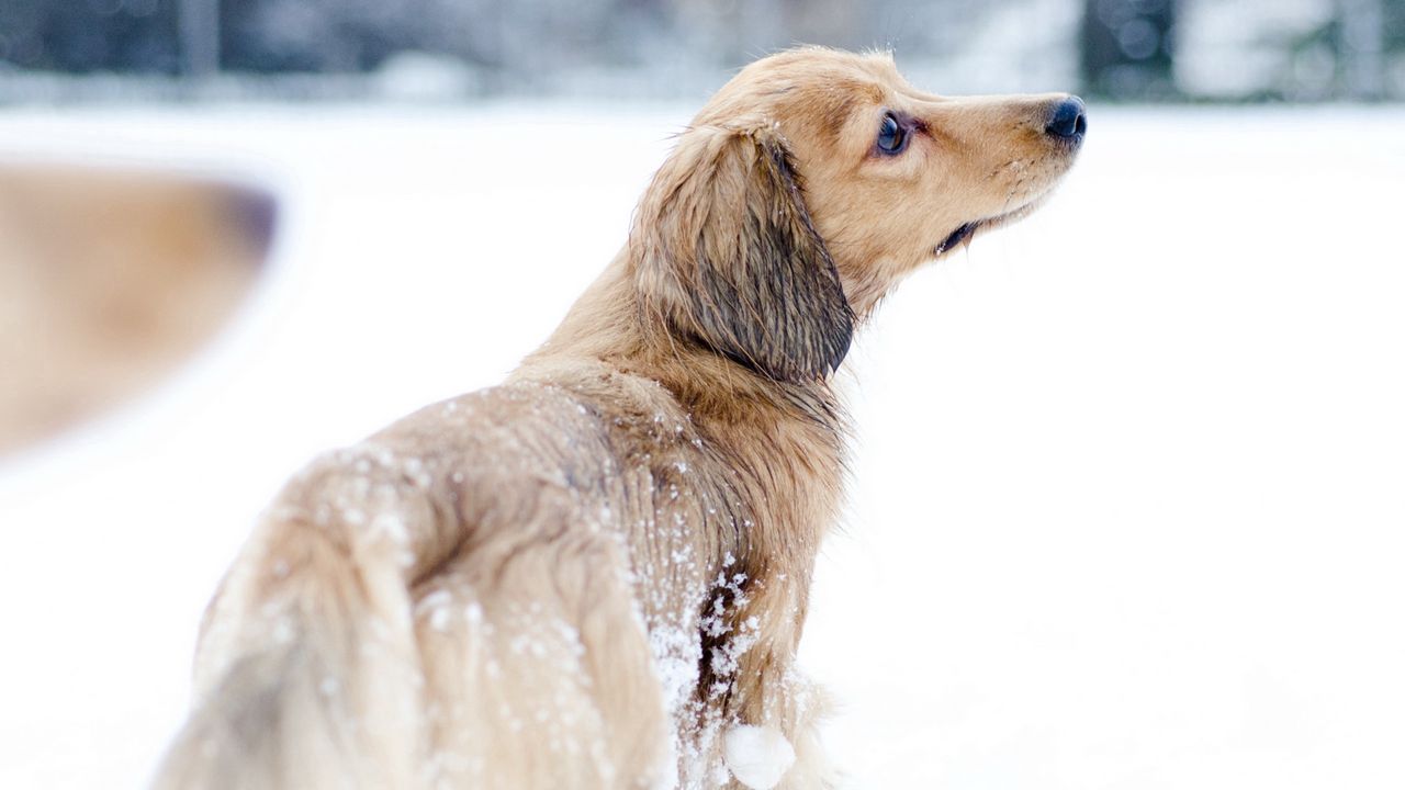 Wallpaper dog, snow, walk, playful
