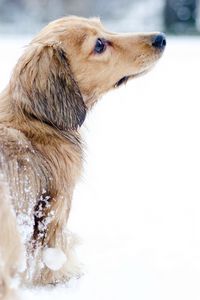Preview wallpaper dog, snow, walk, playful
