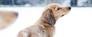 Preview wallpaper dog, snow, walk, playful