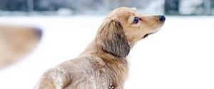 Preview wallpaper dog, snow, walk, playful