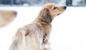 Preview wallpaper dog, snow, walk, playful