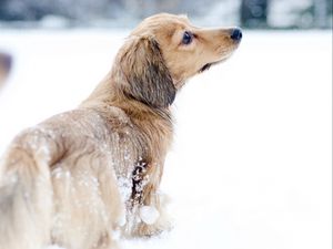 Preview wallpaper dog, snow, walk, playful