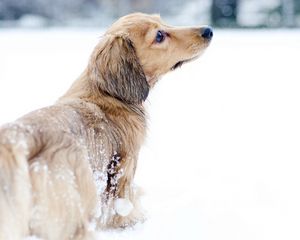 Preview wallpaper dog, snow, walk, playful