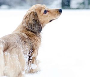 Preview wallpaper dog, snow, walk, playful