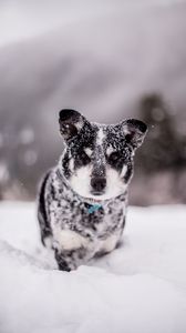 Preview wallpaper dog, snow, wet, muzzle, funny, snowdrift