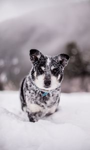 Preview wallpaper dog, snow, wet, muzzle, funny, snowdrift