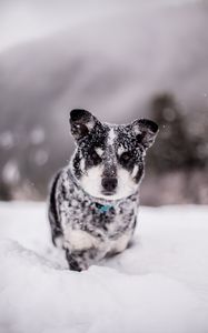 Preview wallpaper dog, snow, wet, muzzle, funny, snowdrift