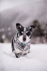 Preview wallpaper dog, snow, wet, muzzle, funny, snowdrift