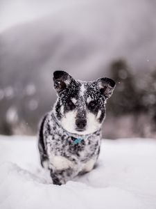 Preview wallpaper dog, snow, wet, muzzle, funny, snowdrift