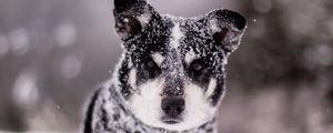 Preview wallpaper dog, snow, wet, muzzle, funny, snowdrift