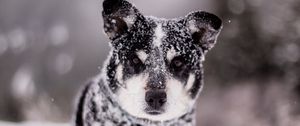 Preview wallpaper dog, snow, wet, muzzle, funny, snowdrift