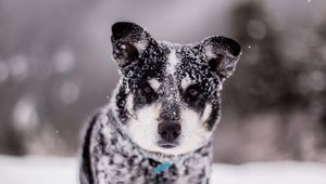 Preview wallpaper dog, snow, wet, muzzle, funny, snowdrift