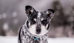 Preview wallpaper dog, snow, wet, muzzle, funny, snowdrift