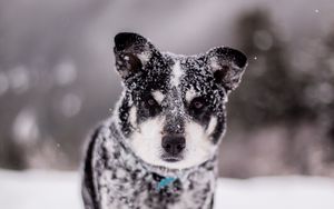 Preview wallpaper dog, snow, wet, muzzle, funny, snowdrift