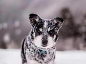 Preview wallpaper dog, snow, wet, muzzle, funny, snowdrift