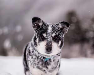 Preview wallpaper dog, snow, wet, muzzle, funny, snowdrift