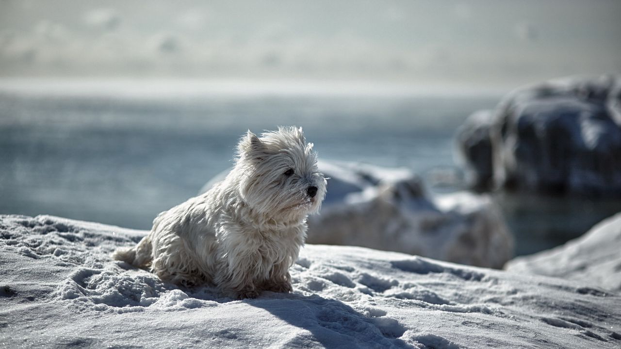 Wallpaper dog, snow, winter, playful