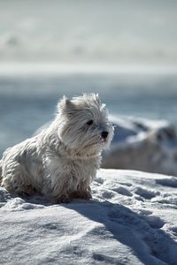 Preview wallpaper dog, snow, winter, playful