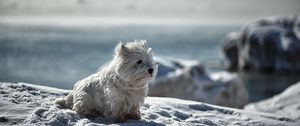 Preview wallpaper dog, snow, winter, playful