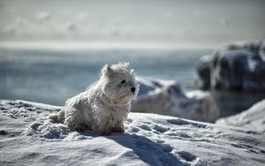 Preview wallpaper dog, snow, winter, playful