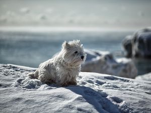 Preview wallpaper dog, snow, winter, playful