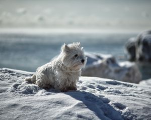 Preview wallpaper dog, snow, winter, playful