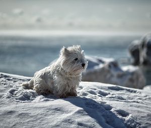 Preview wallpaper dog, snow, winter, playful