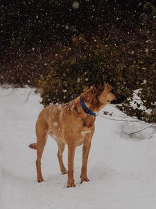Preview wallpaper dog, snowfall, walk