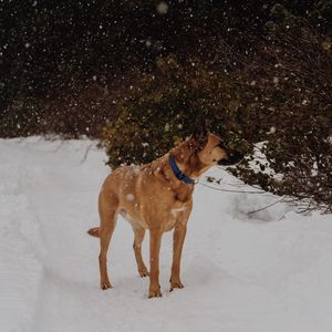 Preview wallpaper dog, snowfall, walk