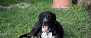 Preview wallpaper dog, spotted, grass, lie down, tired