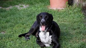 Preview wallpaper dog, spotted, grass, lie down, tired