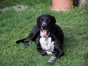 Preview wallpaper dog, spotted, grass, lie down, tired