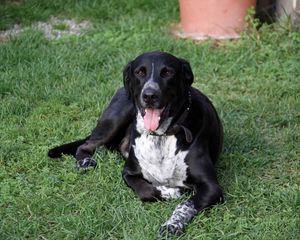 Preview wallpaper dog, spotted, grass, lie down, tired