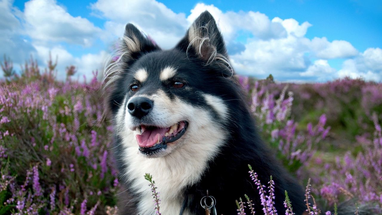 Wallpaper dog, spotted, grass, flowers