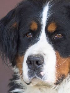 Preview wallpaper dog, st bernard dog, muzzle, white, black, brown