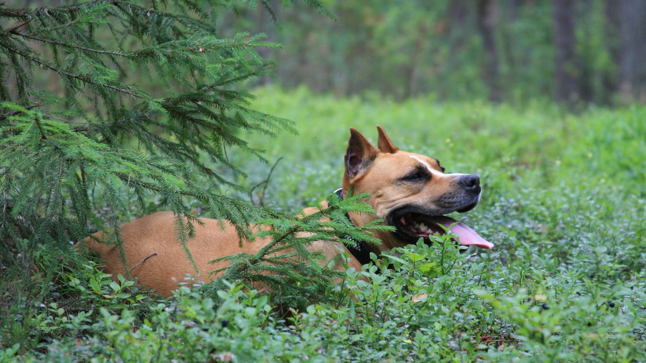 Wallpaper dog, staffordshire terrier, forest, spruce