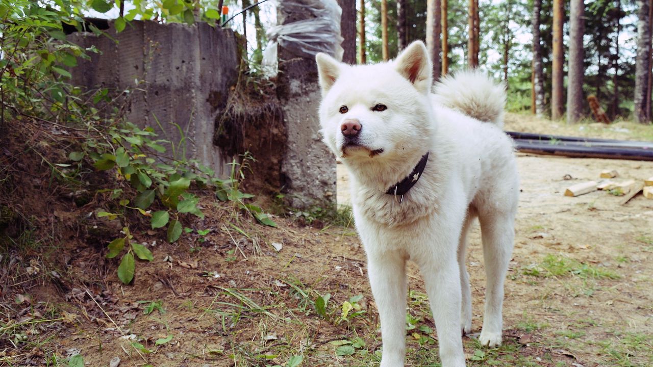 Wallpaper dog, stand, grass, path, collar