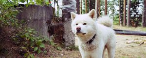 Preview wallpaper dog, stand, grass, path, collar