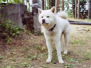Preview wallpaper dog, stand, grass, path, collar