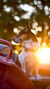 Preview wallpaper dog, steering wheel, car, waiting, sunlight, glare
