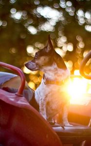 Preview wallpaper dog, steering wheel, car, waiting, sunlight, glare