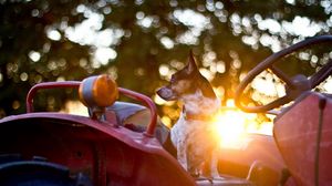 Preview wallpaper dog, steering wheel, car, waiting, sunlight, glare