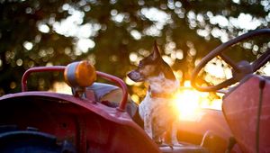 Preview wallpaper dog, steering wheel, car, waiting, sunlight, glare