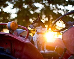 Preview wallpaper dog, steering wheel, car, waiting, sunlight, glare