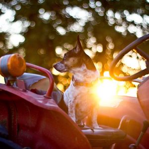 Preview wallpaper dog, steering wheel, car, waiting, sunlight, glare