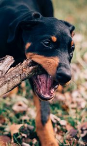 Preview wallpaper dog, stick, playful, muzzle, nibbling