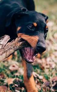 Preview wallpaper dog, stick, playful, muzzle, nibbling