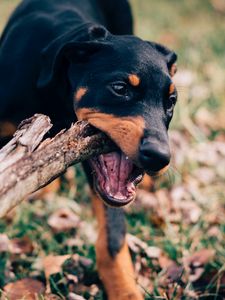 Preview wallpaper dog, stick, playful, muzzle, nibbling